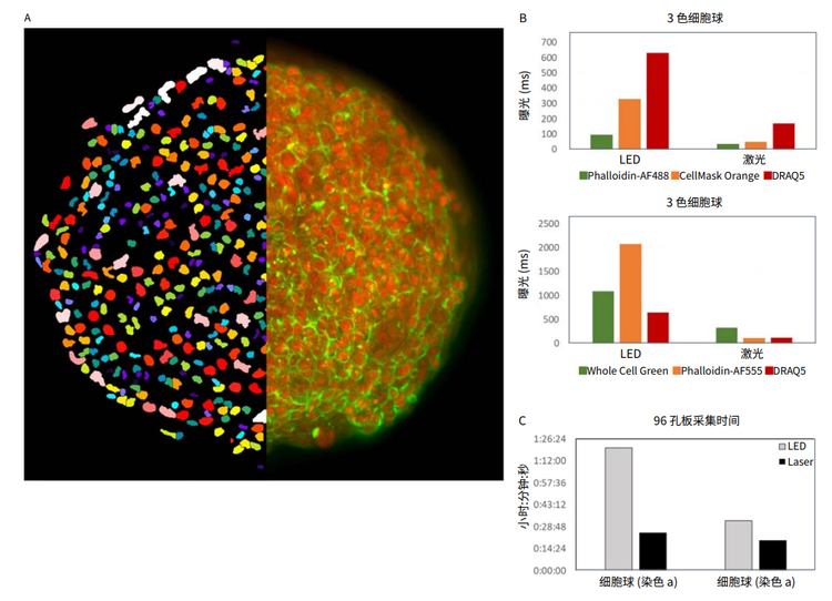 2D projection image of DRAQ5 and Phalloidin-AF488