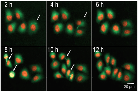 Live cell detection of mitotic cells