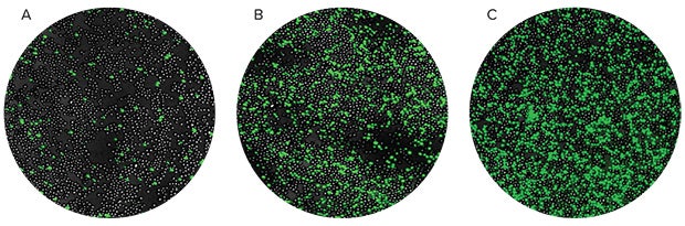 Synergistic effect of TNFα and GM-CSF on inducing apoptosis in U937