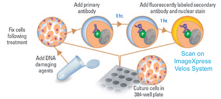Cartoon of DNA damage assay performed by measurement of phosphorylated histone H2AX