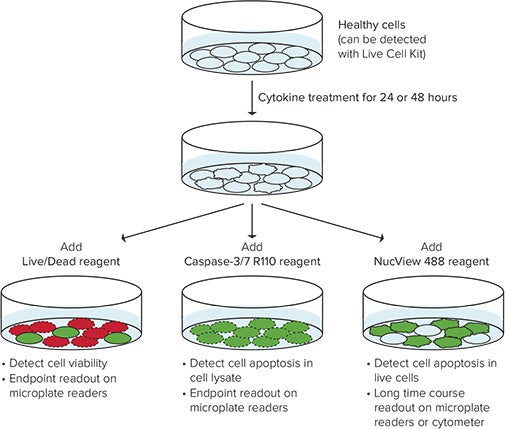 Evaluation of GM-CSF and TNFα-induced apoptosis