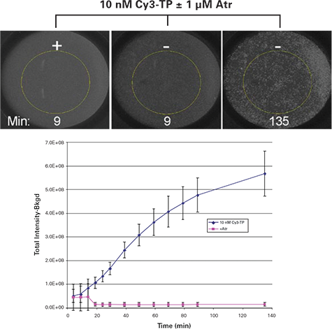 Images of homogeneous Cy3-TP binding assay for wells incubated with the indicated concentrations of Cy3-TP