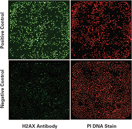 whole well images of positive and negative control wells from DNA damage assay