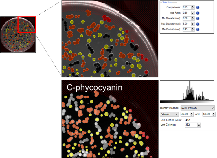 Selection of Galdieria sulphuraria colonies in transmitted light (top) and fluorescence (bottom).