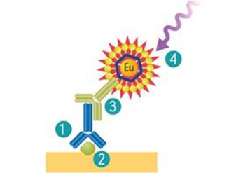ScanLater™ microplate for Western Blot detection