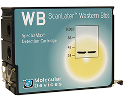 Western Blot Cartridge