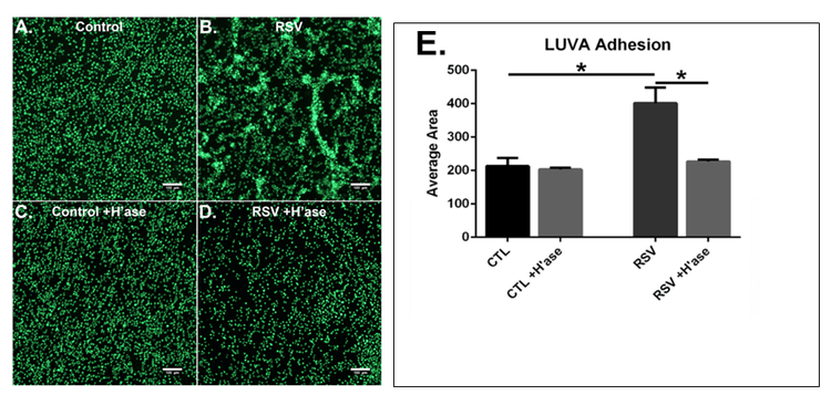 LUVA cells