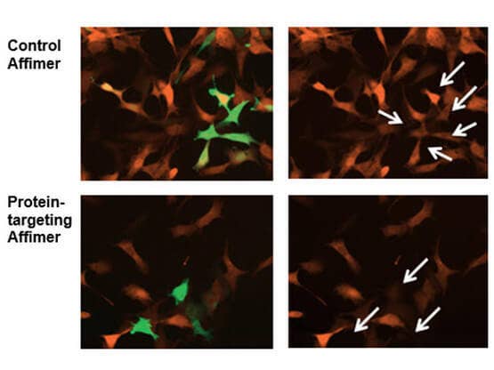 Mouse embryonic fibroblasts transfected with GFP