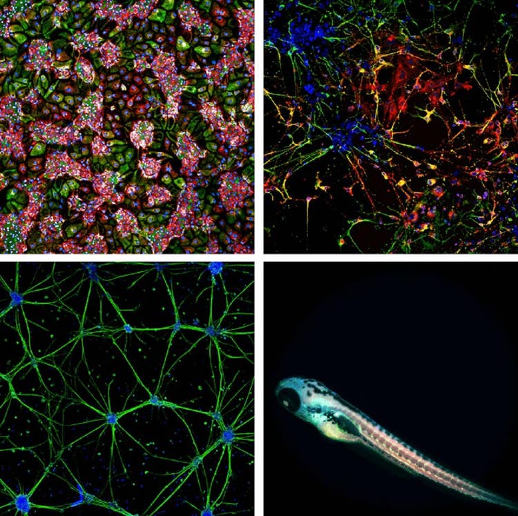 HCS Pharma images using ImageXpress Micro Confocal Systems