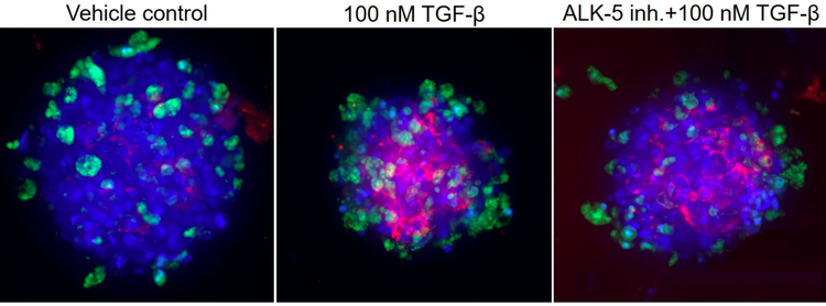 3d Confocal imaging with nash