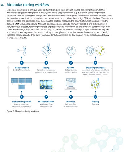 Molecular cloning workflow