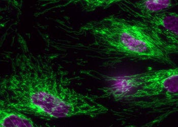 Fluorescence