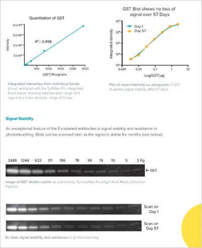 Protein Detection and Quantitation