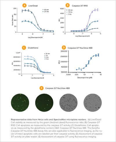 Cell Viability