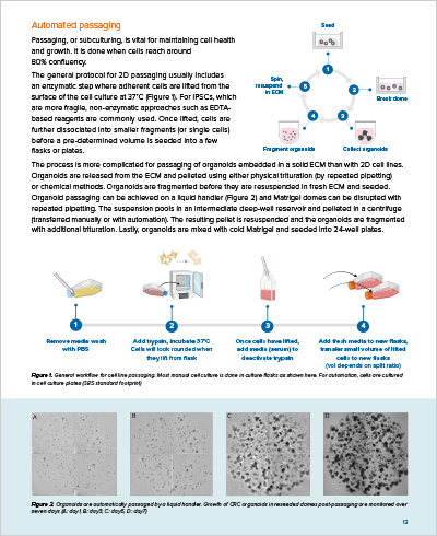 Automated passaging of Cell Culture