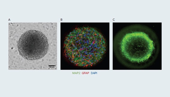 Phenotypic characterization of neuroactive compound effects