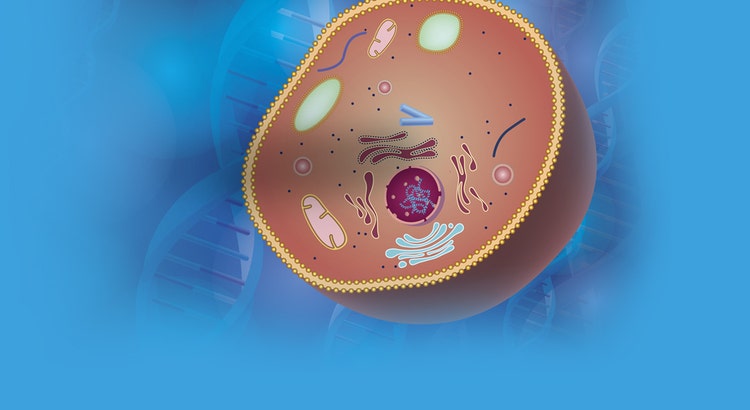 Streamline your investigation of cellular responses