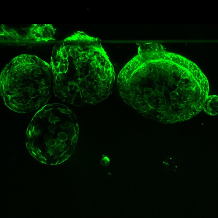 3D Cell Culture Insights