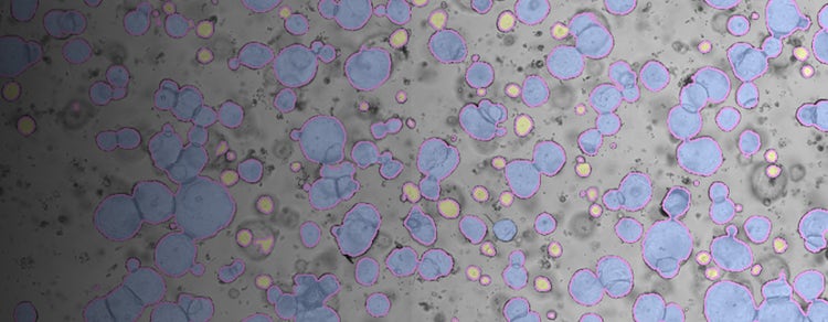 3D Organoid Culture