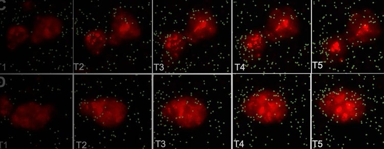 Automated Organoid Workflow in T-Cell Screening