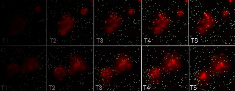 Scaffold-free Organoid Culture Workflow
