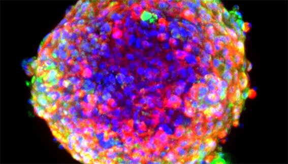 Structural organization and functional analysis of compound response in 3D human iPSC-…