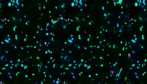 Automated dispensing, monitoring, and assay development of hydrogel-based cellular models