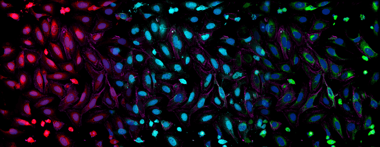 Cell Biology