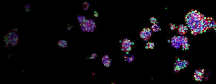 3D Cell Models
