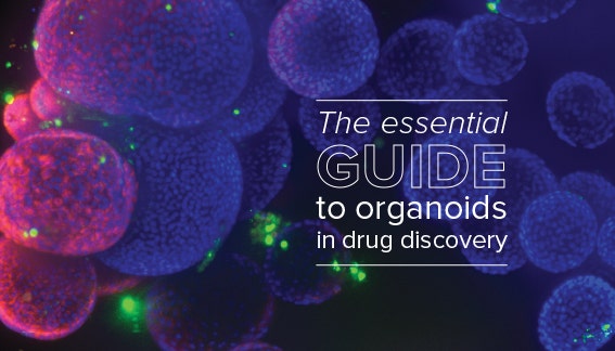 The essential guide to organoids in drug discovery