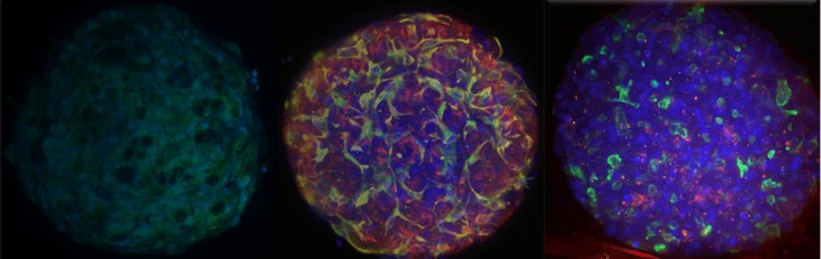 3D cell culture