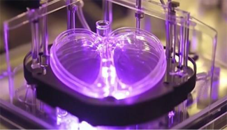 Organoids in Disease Research