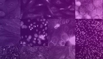 COVID-19 therapeutic research