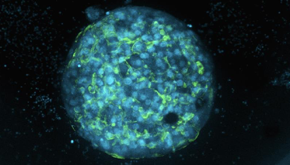 Stem Cell and Organoid