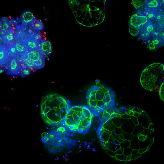 3D Ready Organoids
