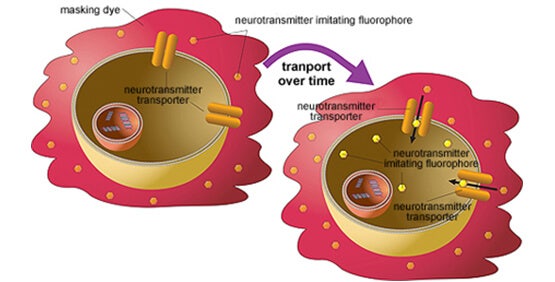Neurotransmitter Transporter Uptake Assay Kit