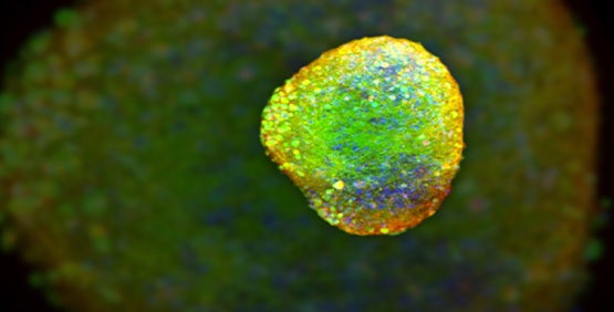 Neuroscience and Neurobiology Solutions