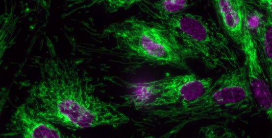 Fluorescence