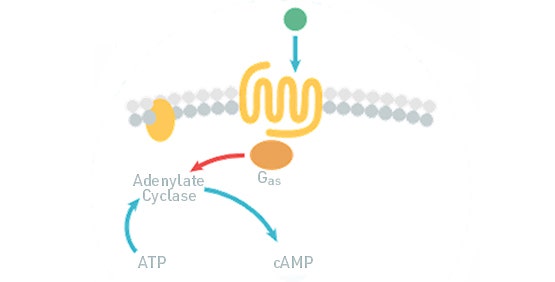 cAMP Assays (GPCR, Gi/Gs coupled)