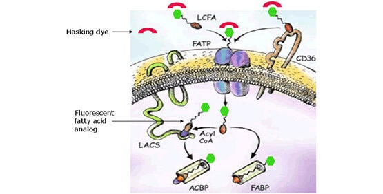 QBT Fatty Acid Uptake Assay Kit