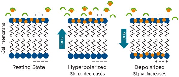 Fluorescence intensity changes with increase or decrease in cellular membrane potential