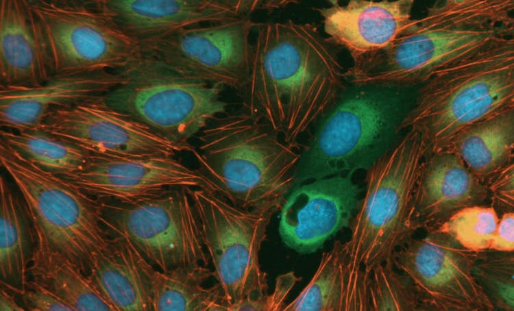 Nano Automated Imaging System