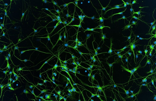 4-G3-20X Neurons Digi Con Hoechst TUJ-1ImageXpress Imaging System