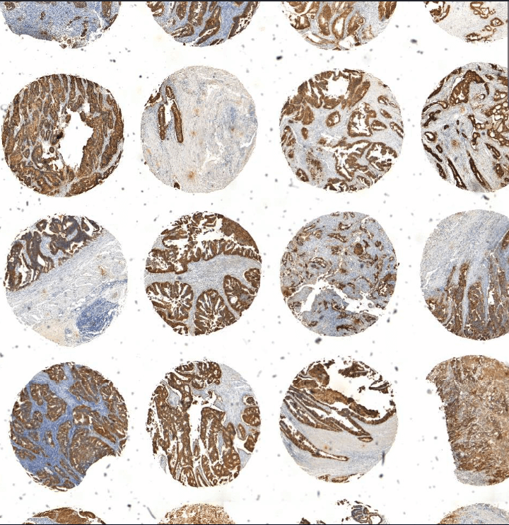 Array tissue RGB