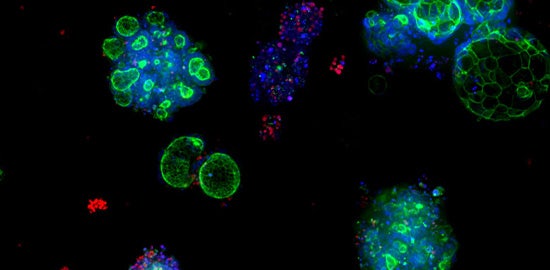 The case for switching from animal models to organoids in preclinical testing