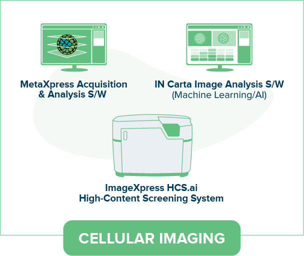 Cellular Imaging