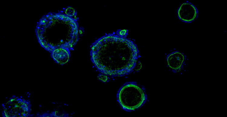 3D Ready Organoids