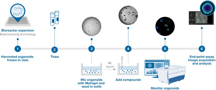 Patient-derived 3D Ready Organoids for high throughput screening model