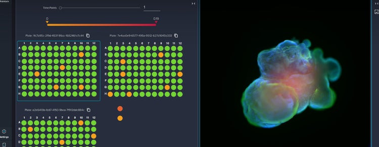Brain Organoid Culture Process