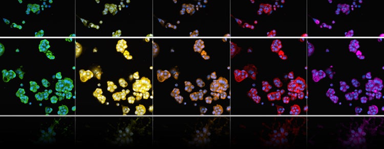 Organoid Culture